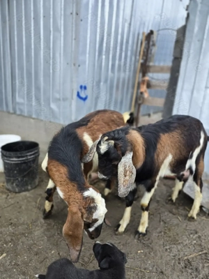 Vand sau schimb tapi anglo-nubian de 10 luni - imagine 2