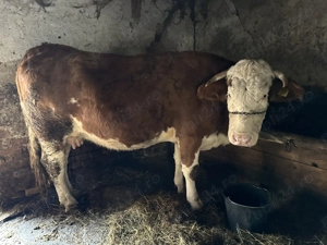 Vacă gestantă în a 7-a lună si junincă de vânzare!! - imagine 2