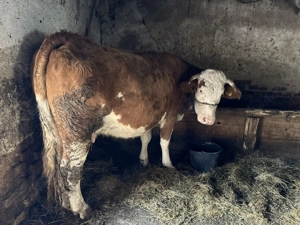 Vacă gestantă în a 7-a lună si junincă de vânzare!!
