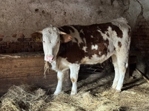 Vacă gestantă în a 7-a lună si junincă de vânzare!! - imagine 3