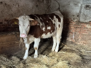 Vacă gestantă în a 7-a lună si junincă de vânzare!! - imagine 4
