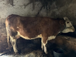 Vacă gestantă în a 7-a lună si junincă de vânzare!! - imagine 5