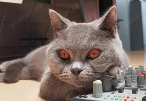 British schorthair blue. - imagine 2