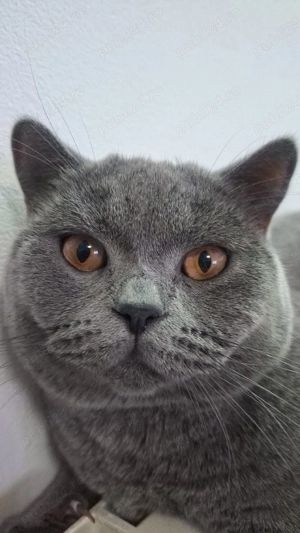 British schorthair blue. - imagine 3