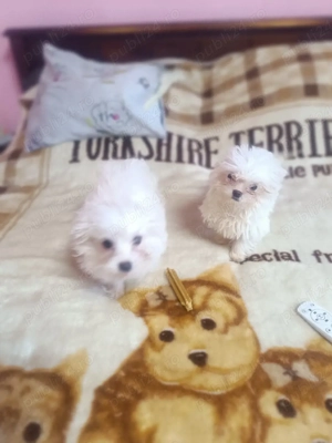 Cățeluși Bichon Maltez(Minitoy)