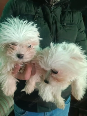 Cățeluși Bichon Maltez(Minitoy) - imagine 3