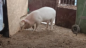 purcel 40kg  - imagine 2