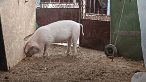 purcel 40kg  - imagine 3