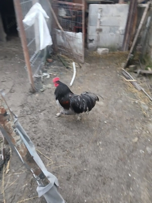 Vindem sau schimbam.cu vitel.sugar.