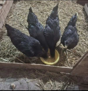 Pereche Ayam Cemani tinerit