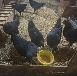 Pereche Ayam Cemani tinerit - imagine 4