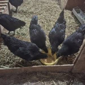 Pereche Ayam Cemani tinerit - imagine 5