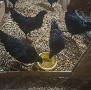 Pereche Ayam Cemani tinerit - imagine 3