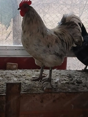 Vindem sau schimbam.cu vitel.sugar. - imagine 3