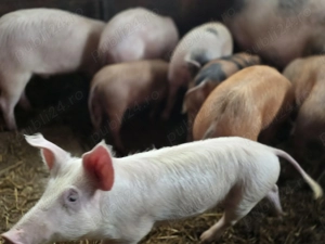 De vânzare                                                   - imagine 3