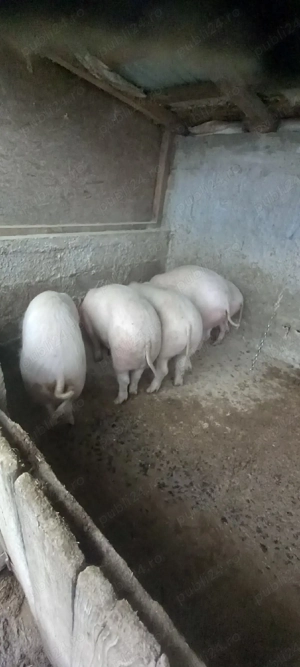 vand porci - imagine 2