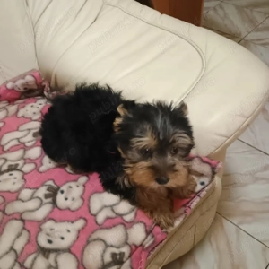 Fetita Yorkshire Terrier Mini