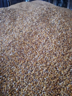 Vând porumb boabe, 1.2 lei  kg.