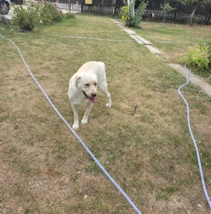 Labradori maturi - imagine 3