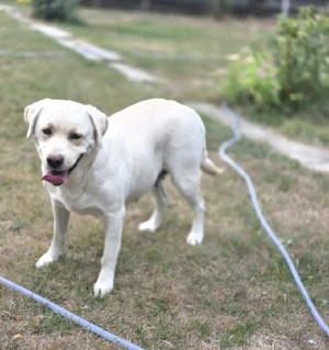 Labradori maturi - imagine 2