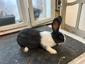 iepuri Hycole  - imagine 3