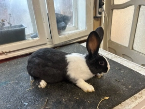 iepuri Hycole  - imagine 5