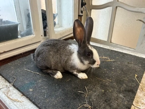 iepuri Hycole  - imagine 4