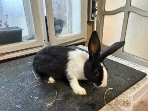 iepuri Hycole  - imagine 2