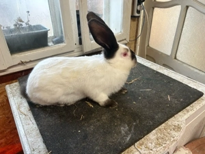 Urias de Transilvania - imagine 5