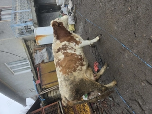 Vând juninca cu vițel de  3 saptamani  - imagine 3