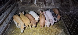 purcei de vănzare  - imagine 2