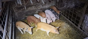 purcei de vănzare  - imagine 4