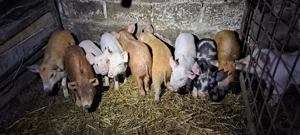 purcei de vănzare  - imagine 3