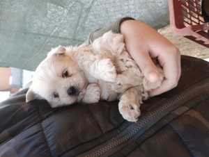 Bichoni de vanzare - imagine 2