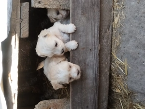 Bichoni de vanzare - imagine 3