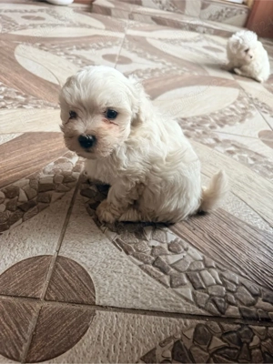 Vand 2 cateluse bichon - imagine 5