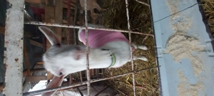 Vindem sau schimbam.cu vitel.sugar. - imagine 5