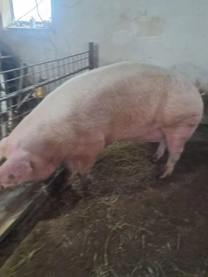 Vand scroafa Landrace - imagine 2