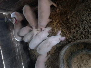 Purcei de 9 săptămâni  - imagine 3