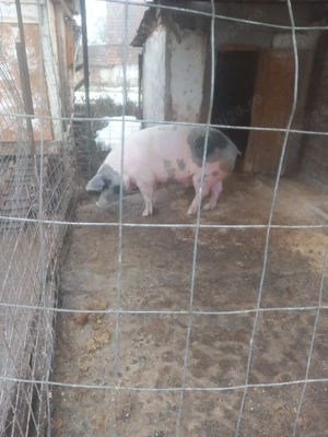 Scroafă de vînzare 