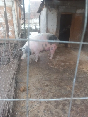 Scroafă de vînzare 