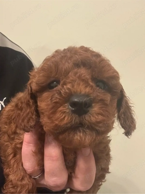 Puddel -Caniche Toy fetita Red