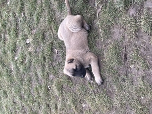 Vând un cățel Kangal