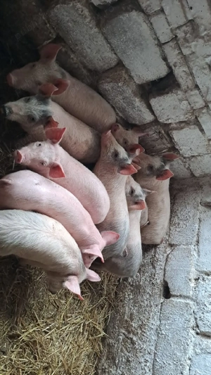 purcei de vănzare  - imagine 2