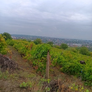 Oportunitate în Huși   teren 1250 mp cu vie pe rod, îngrijită  - imagine 2