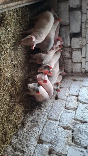 purcei de vănzare  - imagine 3