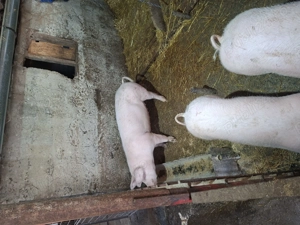 Vind porci rel la tel - imagine 3