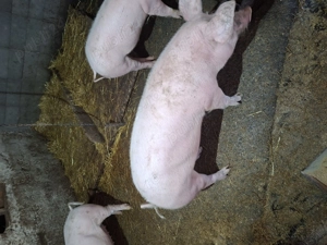 Vind porci rel la tel - imagine 5