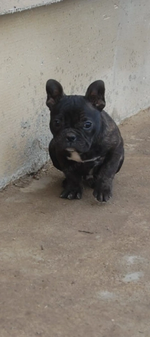 Bulldog Francez  - imagine 2
