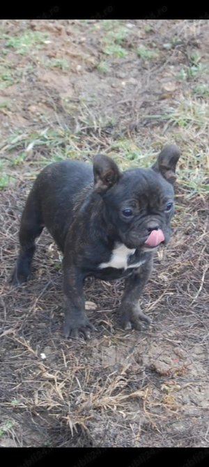 Bulldog Francez  - imagine 5